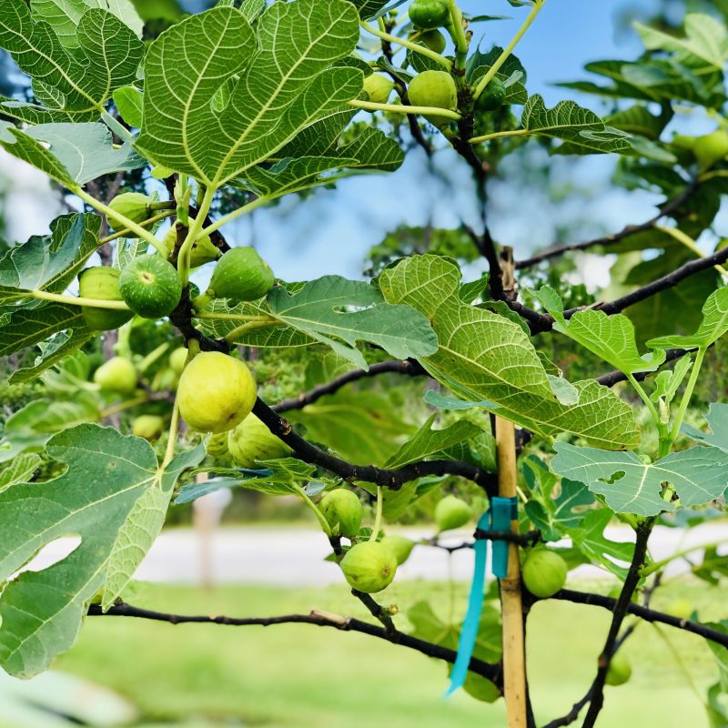Desert King Fig Tree Unrooted Cuttings (5), 6-8" - Ficus Carica