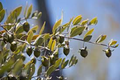 Jojoba Seeds – Simmondsia chinensis (5 Seeds) Drought-Tolerant Evergreen Shrub for Arid Gardens