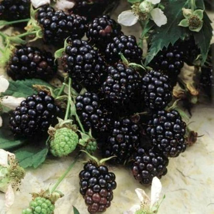 Sweetie Pie Blackberry Bare Root Starter Plant | Rubus