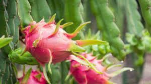Red Dragon Fruit Cuttings (3) Pink Skin, Red Flesh - Ready to Plant, No Root