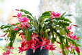 Schlumbergera Buckleyi Christmas Cactus 3 Rooted Cuttings – No Soil, Indoor Starter Plant