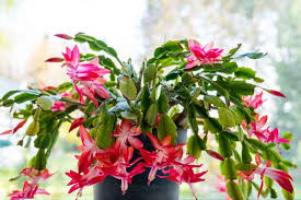 Schlumbergera Buckleyi Christmas Cactus 3 Rooted Cuttings – No Soil, Indoor Starter Plant