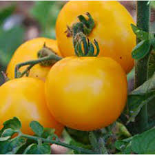 Mountain Gold Tomato Seeds (Solanum lycopersicum) - 10 Seeds, Yellow Slicing Variety