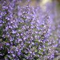 200 Seeds Catmint Lavender Blue Nepeta faassenii - Heirloom Perennial Seed Pack