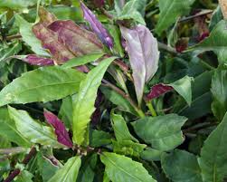 Okinawa Spinach (Gynura bicolor) - 12 Unrooted Cuttings 5-6" - Edible Purple Leaves