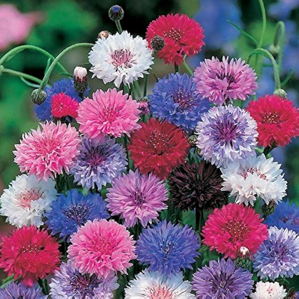 Cornflower Bachelor Button Frosty Mix Seeds - 200 Heirloom, Non-GMO, Blue & White - Easy Grow