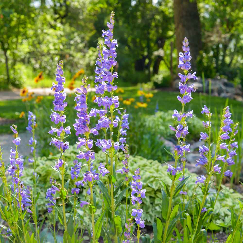 Penstemon acuminatus Seeds – 100mg for Planting, Lavender-Blue Blooms, Drought-Tolerant Native Wildflower