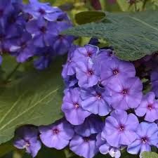 Phlox Beauty Blue Dwarf Seeds - 100 Non-GMO Blue Blooms, Pollinator Attractor