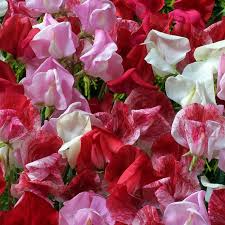 Red Rover Mix Sweet Pea Seeds - 50+ Fragrant Heirloom Seeds for Climbing Vines, Cut Flowers