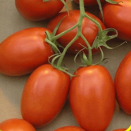 Roma Tomato Seeds - Heirloom, Non-GMO, Indeterminate (80 Days) for Canning & Sauces