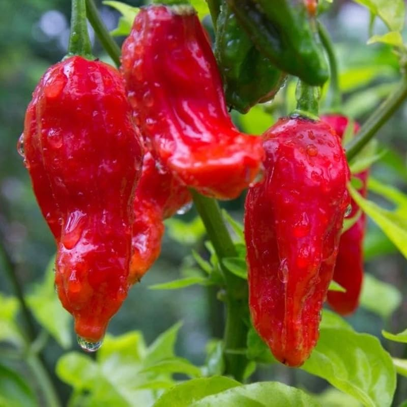 Pepper X Seeds - 25 Seeds - World's Hottest Pepper (3,000,000+ SHU) USA Grown