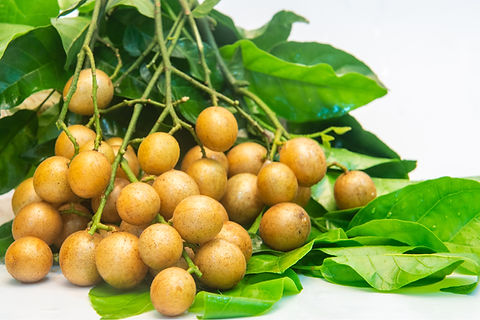 Wampee Tree 10” Seedling (Clausena lansium) - Tropical Fruit Live Plant in Pot