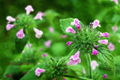 Florida Calamint Seeds (Clinopodium dentatum) - 25 Seeds for Pollinator Gardens, Fragrant Perennial Herb