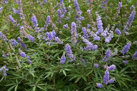 Chaste Tree Seeds (Vitex agnus-castus) – Hardy Lilac Flowers, Deer Resistant, Pollinator Attractor, Zones 6-9