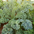 Kale Dwarf Siberian Improved Seeds - 1g Heirloom, Cold Hardy, High Yield