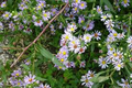 Symphyotrichum puniceum Seeds - Swamp Aster | Native Wildflower for Moist Gardens