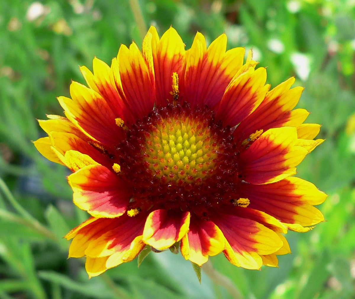 200 Indian Blanket Flower Seeds (Gaillardia pulchella) – Heirloom, Non-GMO,Pollinator-Friendly