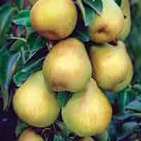 12 Giant Bartlett Pear Tree Cuttings (Unrooted) for Rooting or Grafting