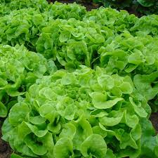 Oak Leaf Lettuce Seeds - Lactuca sativa - Heirloom Loose-Leaf, Heat-Tolerant, Fast-Growing (1000 Seeds)