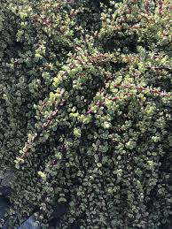 Rainbow Elephant Bush (Portulacaria afra) - 20 Unrooted Cuttings for Propagation