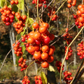 American Bittersweet Seeds (Celastrus Scandens) - Native Climbing Vine, Orange Berries