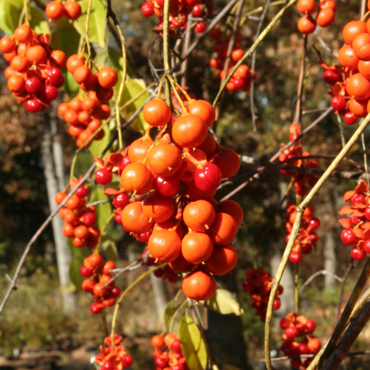 American Bittersweet Seeds (Celastrus Scandens) - Native Climbing Vine, Orange Berries