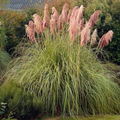 Pink Pampas Grass Rooted Starter Plugs (Cortaderia Selloana) - 3 Plugs