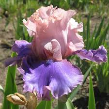 Bearded Iris Florentine Silk - Pink Lavender Purple Bearded Iris Starter Plant