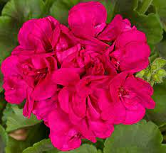 Purple Pink Pelargonium Zonal Geranium - 8 Fresh Starter Cuttings (6+"), Hardy & Fast-Growing