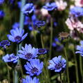 Daisy The Blues Felicia Heterophylla Seeds - 50 Non-GMO Heirloom Blue Daisy Perennial