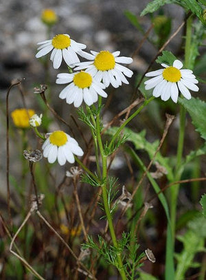 German Chamomile Seeds - Matricaria chamomilla - Heirloom, Pollinator-Friendly, Easy to Grow