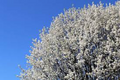 Bradford Pear Tree Seeds (Pyrus calleryana) – 20 Seeds, Fast-Growing Ornamental Tree
