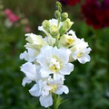 Antirrhinum majus Madame Butterfly Ivory Snapdragon Seeds – 1000+ Seeds for Garden & Cut Flowers