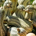 Cushaw Green Striped Pumpkin Seeds - Heirloom, Cucurbita Pepo, 20 lb Fruit, Non-GMO