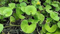 Indian Pennywort (Centella asiatica) Bare Root Live Plants - 10 Pack