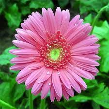 Pink Gerbera Daisy Seeds - 200+ Seeds for Beds, Borders & Pots