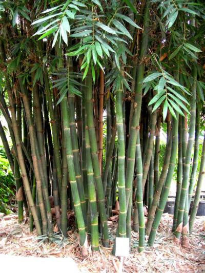 Giant Timber Bamboo (Bambusa oldhamii) Unrooted Cuttings – 2pk, Fast-Growing Privacy Screen