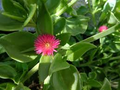 Aptenia Cordifolia 'Red Apple' Cuttings (4-7") – Baby Sun Rose Succulent