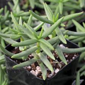 Crassula Tetragona ‘Pine Tree’ - 1 Live Bare Root Succulent 2-4"