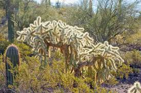 Cylindropuntia Fulgida Teddy Bear Cholla Cactus Cuttings - 5 Unrooted Segments for Propagation