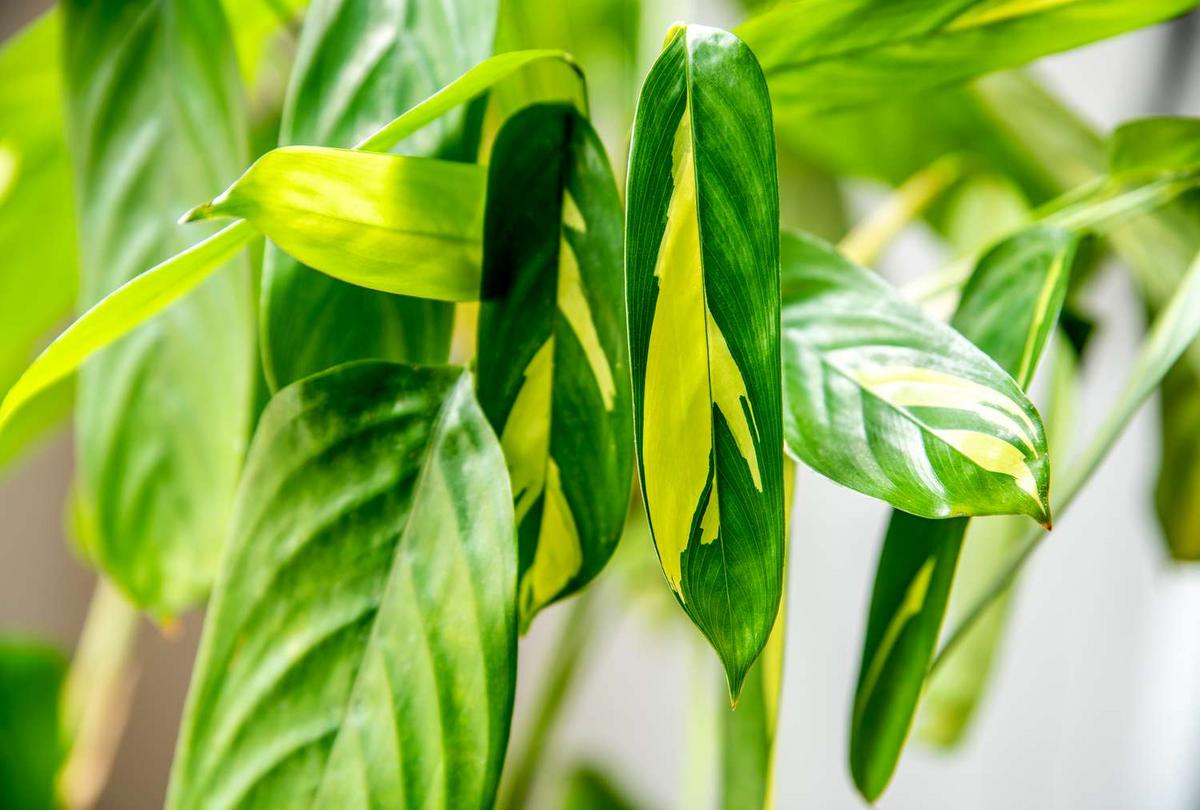 Ctenanthe lubbersiana ‘Never Never Plant’ Bare Root Live Houseplant - 1-2 ft