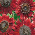 Velvet Queen Sunflower Seeds - 1 Gram | Ornamental Rusty-Red Blooms for Gardens & Bouquets
