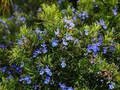 Organic Rosemary Live Dipped Cuttings 10–12" | Rosmarinus officinalis
