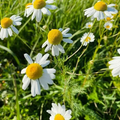 German Chamomile Seeds (Matricaria chamomilla) – 2500 Seeds for Tea, Hobby Gardening
