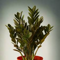 Black Raven ZZ Plant Cutting (2-Node) - Zamiifolia Zamioculcas | Pet Safe Indoor Starter Plant