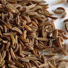 Caraway (Carum carvi) Seeds – 100-Pack | Aromatic Biennial Herb