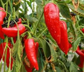 Giant Marconi Red Sweet Pepper Seeds – 250mg for Planting, All-America Selections Winner