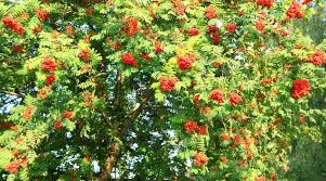American Mountain Ash Sorbus americana - 2 Live Bare Root Trees 1-2 ft