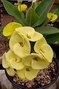 Yellow Crown of Thorns Euphorbia milii Bare-Rooted Live Plant 5-7"