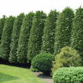 30 Green Giant Thuja Seeds (Thuja plicata) for Privacy Hedge